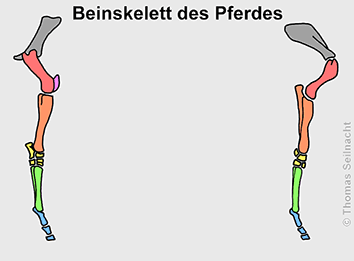 Pferd Beinskelett