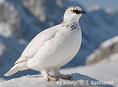 Bild vergr&ouml;&szlig;ern!