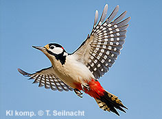 Bild vergr&ouml;&szlig;ern!