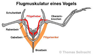 Bild vergr&ouml;&szlig;ern!
