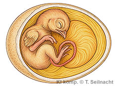 Bild vergr&ouml;&szlig;ern!