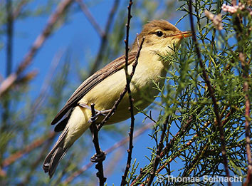 Bild vergr&ouml;&szlig;ern!