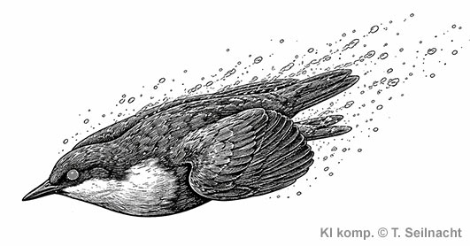 Kämpfende Amselmännchen