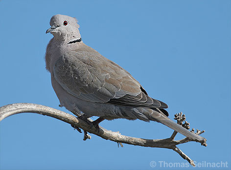 Bild vergr&ouml;&szlig;ern!