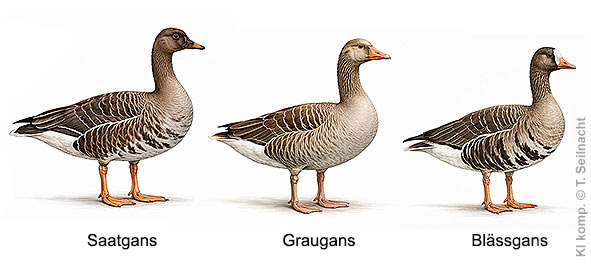 Saatgans, Graugans Blässgans