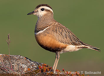 Bild vergr&ouml;&szlig;ern!