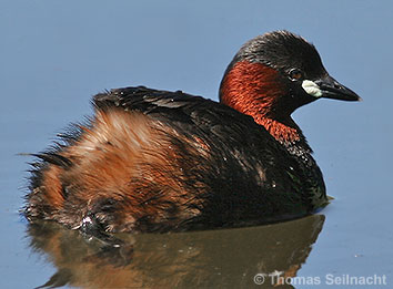 Zwergtaucher