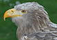 Seeadler