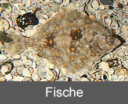 Fische