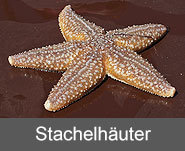 Stachelhäuter