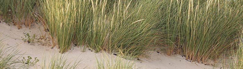 Strand und Dünen