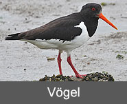 Vögel