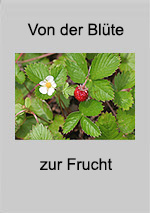 Heft Von der Blüte zur Frucht