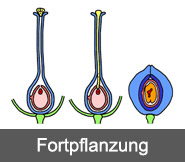 Fortpflanzung