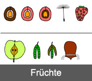 Fruechte