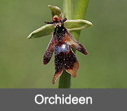 Orchideen