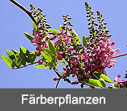 Faerberpflanzen