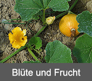 Bluete-Frucht