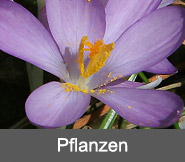 Pflanzen