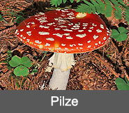 Pilze